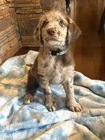 Brooks 🩵, a male Goldendoodle and Labradoodle for sale in Groveland, FL – 3 of 4