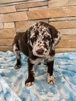 Rhett 💙, a male Goldendoodle and Labradoodle for sale in Groveland, FL – 2 of 5