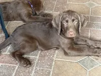 Waylon Jr 💛, a male Labradoodle and Labrador Retriever for sale in Groveland, FL – 2 of 8