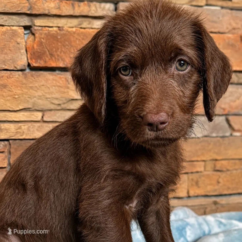 Reba 🧡 – Double Doodle puppy for sale in Groveland, FL