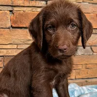 Reba 🧡, a female Goldendoodle and Labradoodle for sale in Groveland, FL – 1 of 5