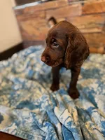 Waylon Jr 💛, a male Goldendoodle and Labradoodle for sale in Groveland, FL – 3 of 4