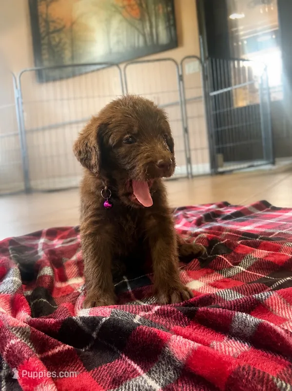 Faith 💜 – Double Doodle puppy for sale in Groveland, FL