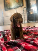 Faith 💜, a female Double Doodle for sale in Groveland, FL – 1 of 2