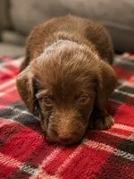 Reba 🧡, a male Double Doodle for sale in Groveland, FL – 2 of 2