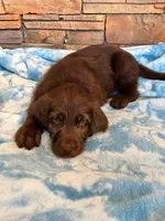 Cash 🩶, a male Goldendoodle and Labradoodle for sale in Groveland, FL – 2 of 4