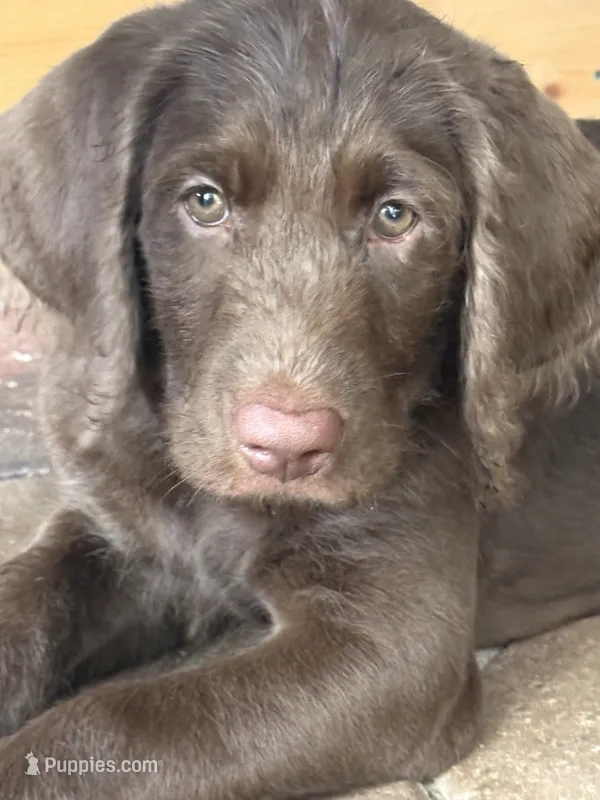 Waylon Jr 💛 – Goldendoodle, Labradoodle puppy for sale in Groveland, FL