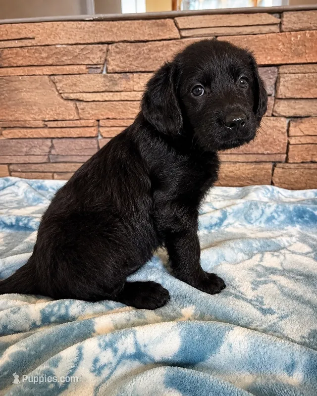 Honey 💗 – Labradoodle puppy for sale in Groveland, FL