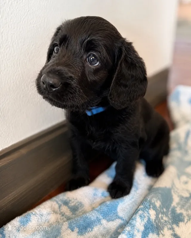 Banjo 💙 – Labradoodle puppy for sale in Groveland, FL