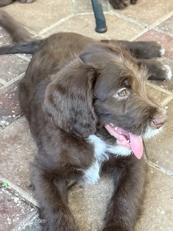 Boots 💚  – Labradoodle puppy for sale in Groveland, FL