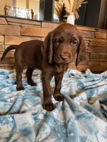 Willie 💚, a male Goldendoodle and Labradoodle for sale in Groveland, FL – 3 of 5