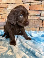 Buttercup 💜, a female Labradoodle for sale in Groveland, FL – 3 of 3