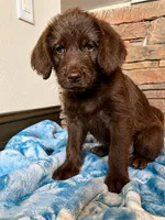 Faith 💜, a female Goldendoodle and Labradoodle for sale in Groveland, FL – 3 of 5