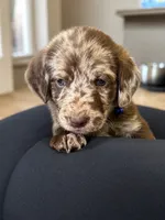 Rhett 💙, a male Double Doodle for sale in Groveland, FL – 2 of 2