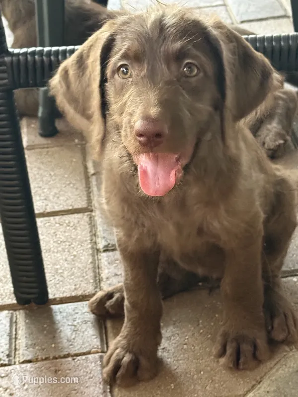 Reba 🧡 – Goldendoodle, Labradoodle puppy for sale in Groveland, FL