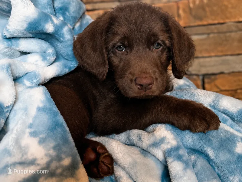 Faith 💜 – Double Doodle puppy for sale in Groveland, FL