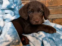 Faith 💜, a female Goldendoodle and Labradoodle for sale in Groveland, FL – 1 of 5