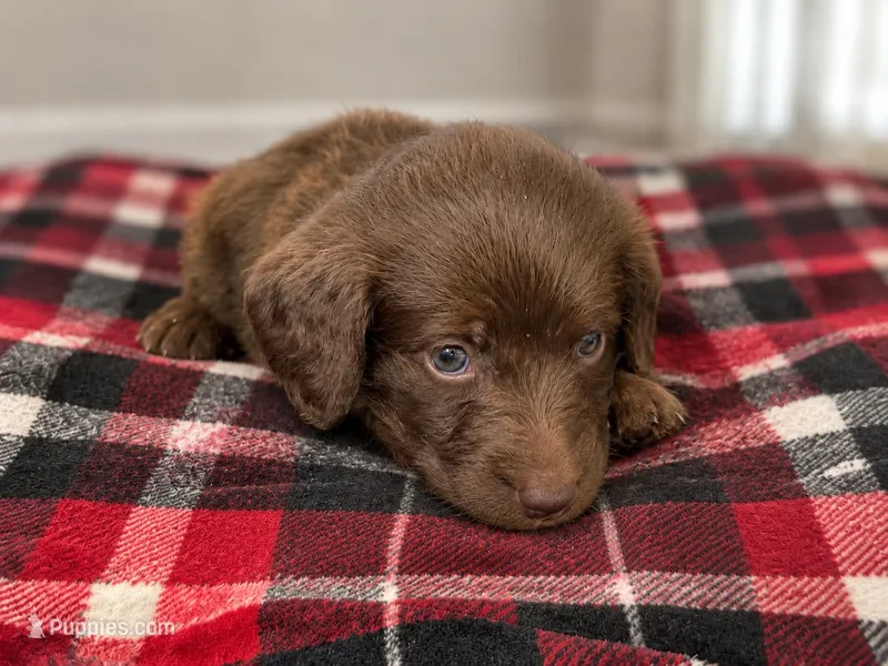 Reba 🧡 – Double Doodle puppy for sale in Groveland, FL