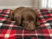 Reba 🧡, a male Double Doodle for sale in Groveland, FL – 1 of 2