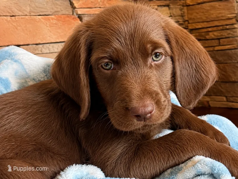 Willie 💚 – Double Doodle puppy for sale in Groveland, FL