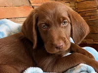 Willie 💚, a male Goldendoodle and Labradoodle for sale in Groveland, FL – 1 of 5