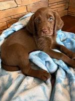 Willie 💚, a male Goldendoodle and Labradoodle for sale in Groveland, FL – 2 of 5