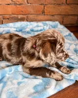 Dixie 💗, a female Goldendoodle and Labradoodle for sale in Groveland, FL – 2 of 5