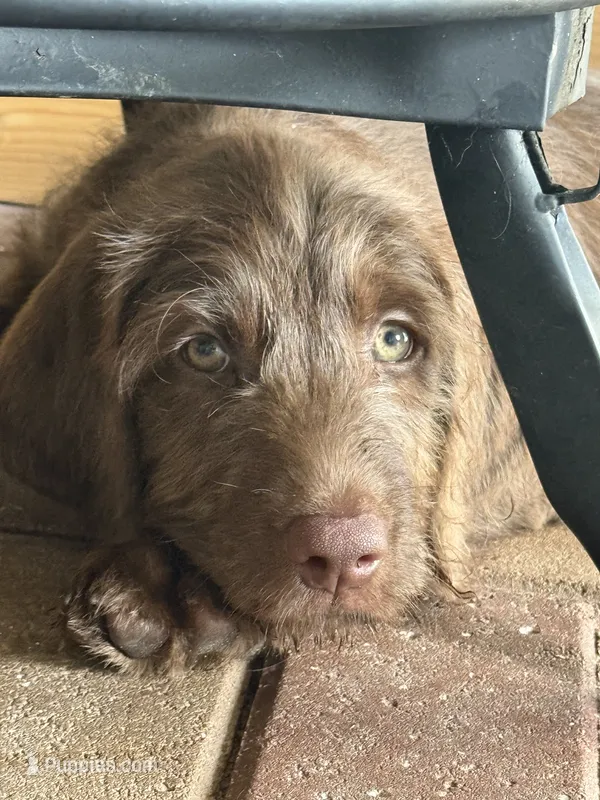 Cash 🩶 – Goldendoodle, Labradoodle puppy for sale in Groveland, FL