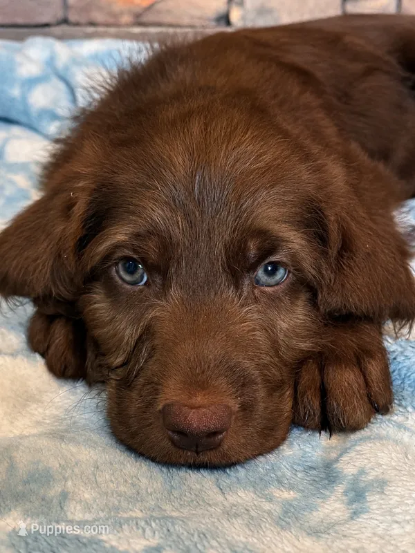 Cash 🩶 – Double Doodle puppy for sale in Groveland, FL