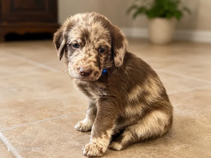 Rhett 💙 – Double Doodle puppy for sale in Groveland, FL
