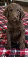 Hank 🤍, a male Double Doodle for sale in Groveland, FL – 2 of 2