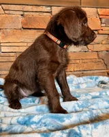 Reba 🧡, a female Goldendoodle and Labradoodle for sale in Groveland, FL – 3 of 5