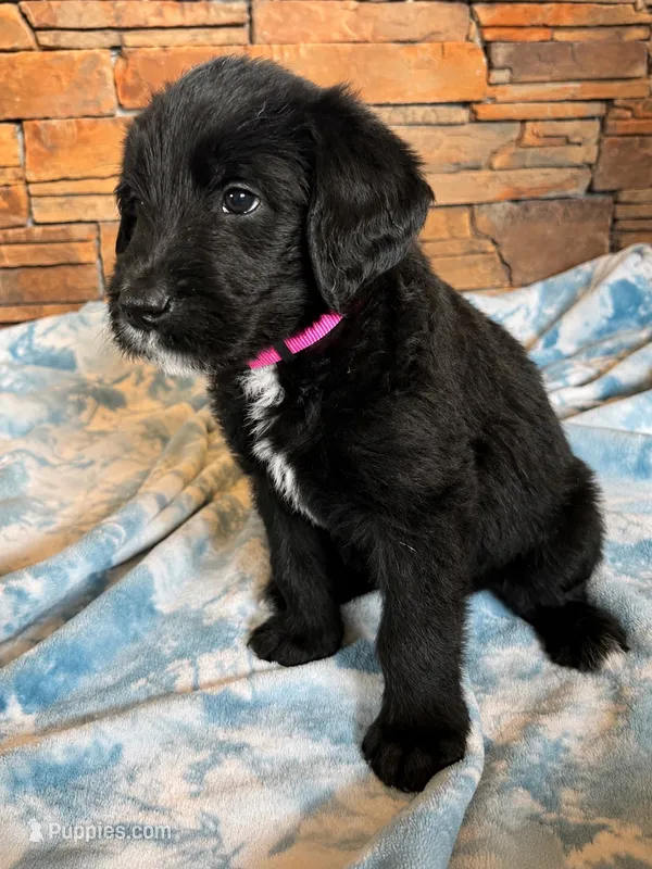 Honey 💗 – Labradoodle puppy for sale in Groveland, FL