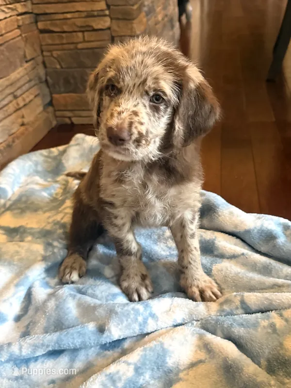 Brooks 🩵 – Double Doodle puppy for sale in Groveland, FL