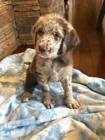 Brooks 🩵, a male Goldendoodle and Labradoodle for sale in Groveland, FL – 1 of 4