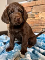 Faith 💜, a female Goldendoodle and Labradoodle for sale in Groveland, FL – 2 of 5