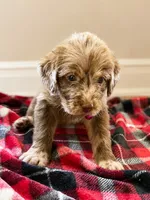 Dixie 💗, a female Double Doodle for sale in Groveland, FL – 3 of 3