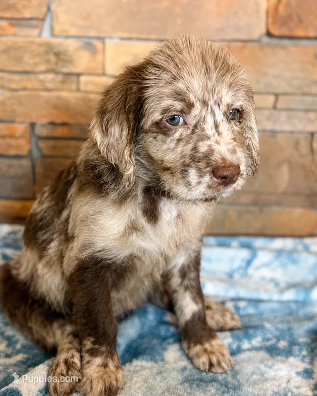 Dixie 💗 – Double Doodle puppy for sale in Groveland, FL