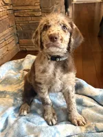 Brooks 🩵, a male Goldendoodle and Labradoodle for sale in Groveland, FL – 2 of 4