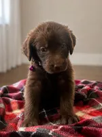 Faith 💜, a female Double Doodle for sale in Groveland, FL – 2 of 2