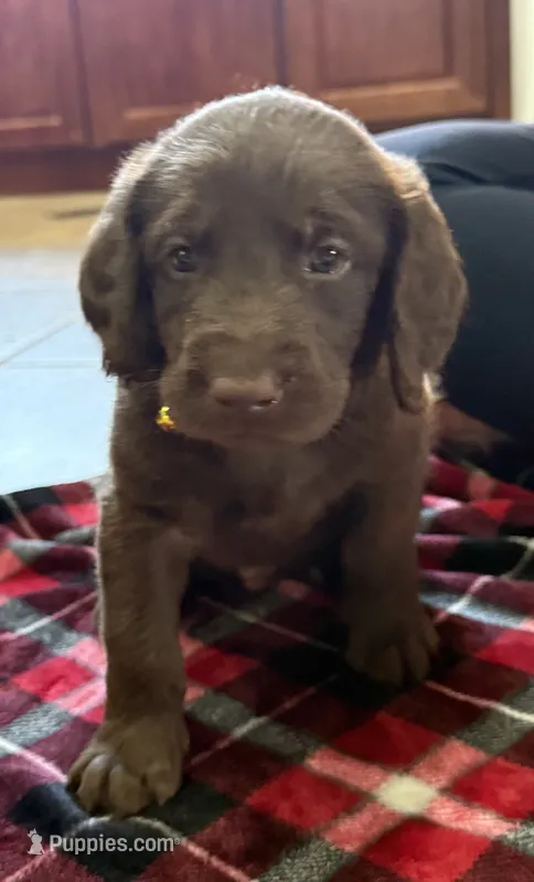 Waylon Jr 💛 – Double Doodle puppy for sale in Groveland, FL