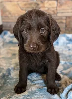 Buttercup 💜, a female Labradoodle for sale in Groveland, FL – 2 of 3
