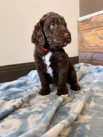 Snickers ❤️, a male Labradoodle for sale in Groveland, FL – 3 of 4