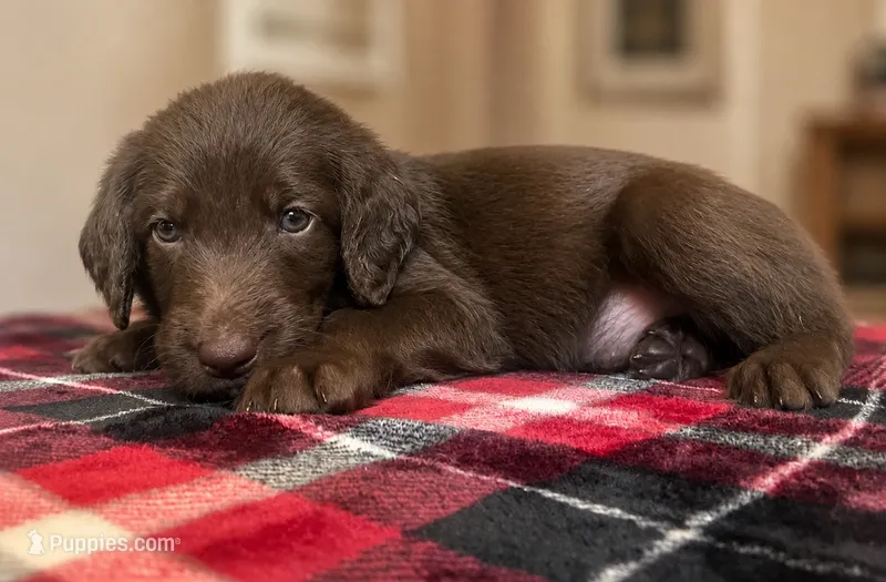 Hank 🤍 – Double Doodle puppy for sale in Groveland, FL