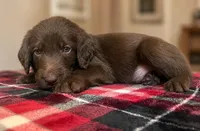 Hank 🤍, a male Double Doodle for sale in Groveland, FL – 1 of 2