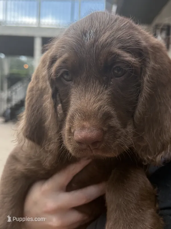 Waylon Jr 💛 – Goldendoodle, Labradoodle puppy for sale in Groveland, FL