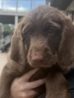 Waylon Jr 💛, a male Labradoodle and Labrador Retriever for sale in Groveland, FL – 3 of 8