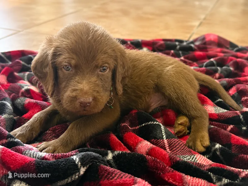 Willie 💚 – Double Doodle puppy for sale in Groveland, FL