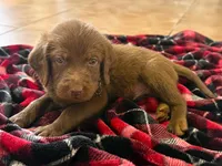 Willie 💚, a male Double Doodle for sale in Groveland, FL – 1 of 2