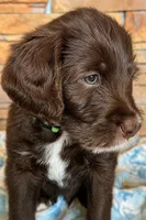 Boots 💚 , a male Labradoodle for sale in Groveland, FL – 3 of 3